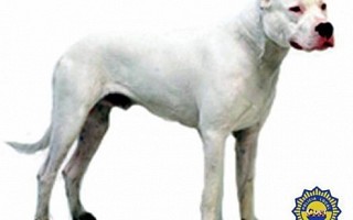 Dogo Argentino 4